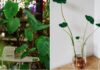 The Magic of Root-to-Plant Transformation: Transforming 5 Rotten Roots into Stunning Hydroponic Houseplants