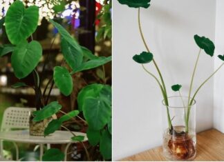 The Magic of Root-to-Plant Transformation: Transforming 5 Rotten Roots into Stunning Hydroponic Houseplants