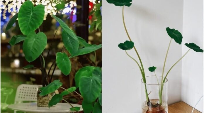 The Magic of Root-to-Plant Transformation: Transforming 5 Rotten Roots into Stunning Hydroponic Houseplants