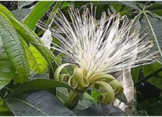 The Ancient’s Wisdom: These 3 Blooming Trees Bring Wealth to Your Doorstep