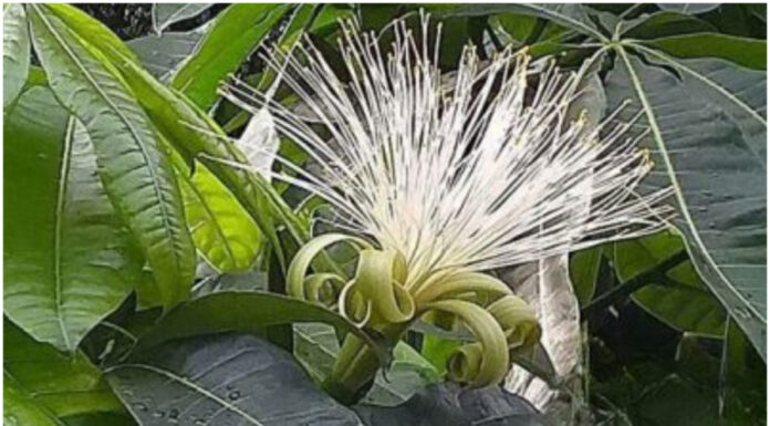 The Ancient’s Wisdom: These 3 Blooming Trees Bring Wealth to Your Doorstep