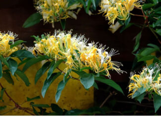 The Ancient’s Advice: Plant This Tree in Front of Your Home and Watch Your Wealth Grow