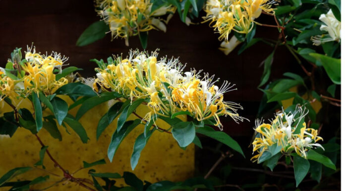 The Ancient’s Advice: Plant This Tree in Front of Your Home and Watch Your Wealth Grow