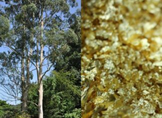 The Elusive Golden Tree: Uncovering Nature’s Hidden Treasure.