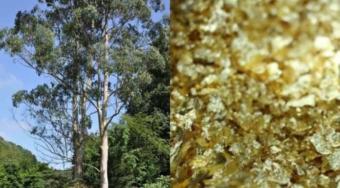 The Elusive Golden Tree: Uncovering Nature’s Hidden Treasure.
