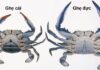 How to Tell the Difference Between Male and Female Crabs