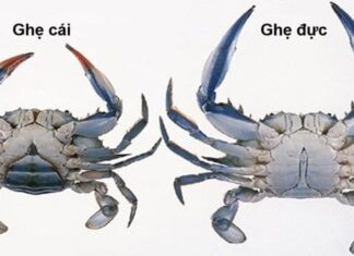 How to Tell the Difference Between Male and Female Crabs