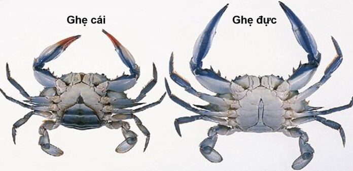 How to Tell the Difference Between Male and Female Crabs