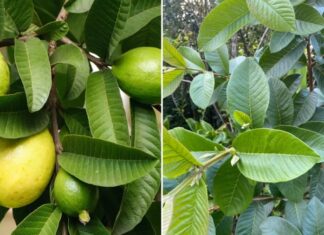 The Healing Powers of Guava Leaves: Unveiling the Surprising Benefits of This Unsung Hero