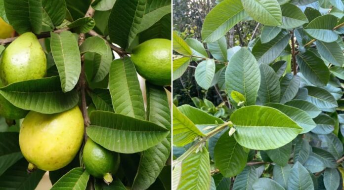 The Healing Powers of Guava Leaves: Unveiling the Surprising Benefits of This Unsung Hero