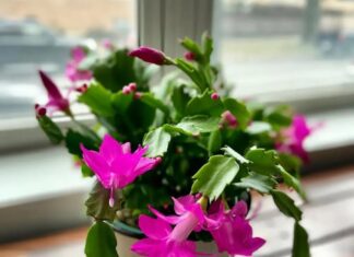 The Ultimate Guide to Four Magical Plants: Witness a Burst of Colors with These Easy-to-Grow Flowers This Spring