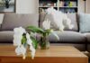 The Top 9 Spots to Place Your Phalaenopsis Orchids for Good Feng Shui and Abundant Positive Energy