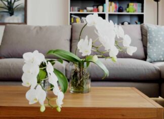 The Top 9 Spots to Place Your Phalaenopsis Orchids for Good Feng Shui and Abundant Positive Energy