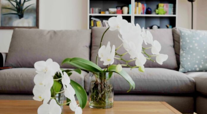 The Top 9 Spots to Place Your Phalaenopsis Orchids for Good Feng Shui and Abundant Positive Energy