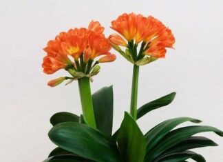 The 5 Best Shade-Loving Flowers to Brighten Up Your Living Room