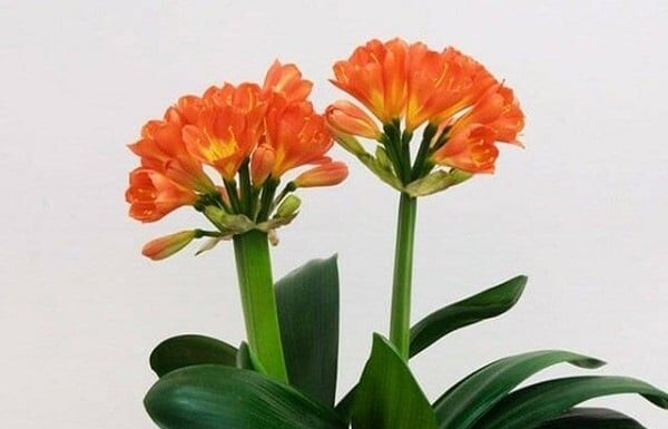 The 5 Best Shade-Loving Flowers to Brighten Up Your Living Room