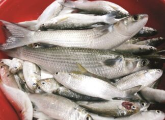 The Sweetest Catch: Indulge in Deliciously Tender Fish, Free of Tiny Bones, at an Unbelievable Price of Just 50 Thousand Dong per Kilo — A Market Find Worth Every Dong