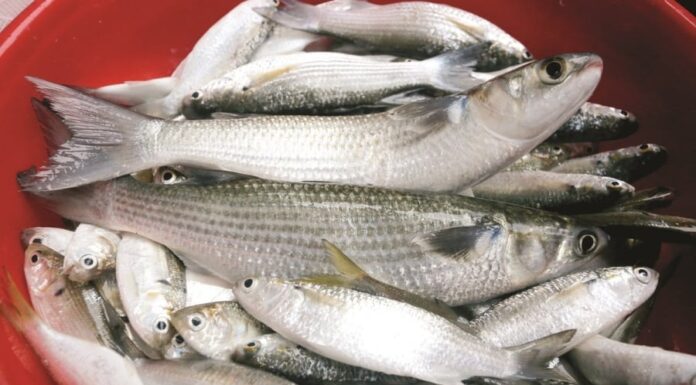 The Sweetest Catch: Indulge in Deliciously Tender Fish, Free of Tiny Bones, at an Unbelievable Price of Just 50 Thousand Dong per Kilo — A Market Find Worth Every Dong