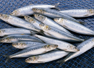 Don’t Miss Out on This ‘Superfood’ Fish: Packed With Omega-3s, Heart-Healthy, and Easily Found in Vietnam