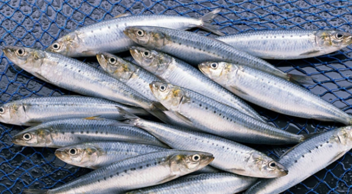 Don’t Miss Out on This ‘Superfood’ Fish: Packed With Omega-3s, Heart-Healthy, and Easily Found in Vietnam