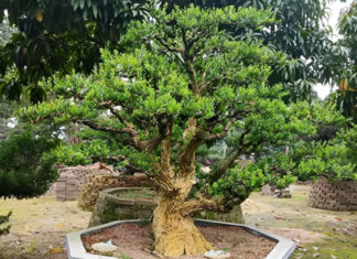 The 5 Money-Attracting Plants for Your Garden, as Recommended by Ancient Wisdom