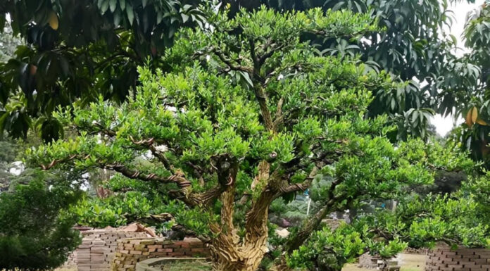 The 5 Money-Attracting Plants for Your Garden, as Recommended by Ancient Wisdom