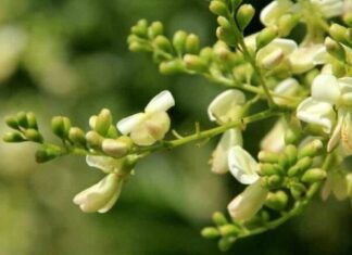 “The Blooming Beauty: A Fortunate Flower with Healing Powers that Deserves More Recognition”