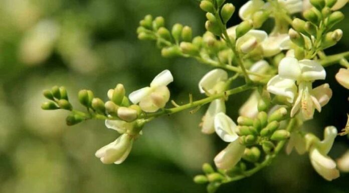 “The Blooming Beauty: A Fortunate Flower with Healing Powers that Deserves More Recognition”