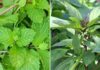 The Ultimate Guide to Liver-Friendly Herbs: 4 Natural Remedies to Melt Away that Fat