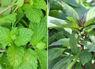 The Ultimate Guide to Liver-Friendly Herbs: 4 Natural Remedies to Melt Away that Fat