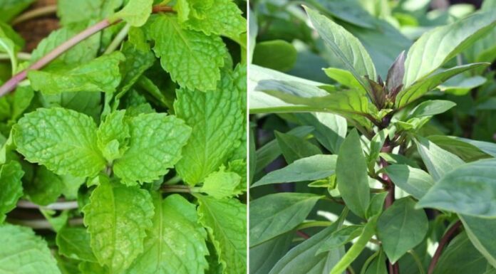 The Ultimate Guide to Liver-Friendly Herbs: 4 Natural Remedies to Melt Away that Fat