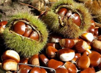 The Fruit of Good Fortune: A Seasonal Delicacy with Abundant Health Benefits, Especially for Cardiovascular Health