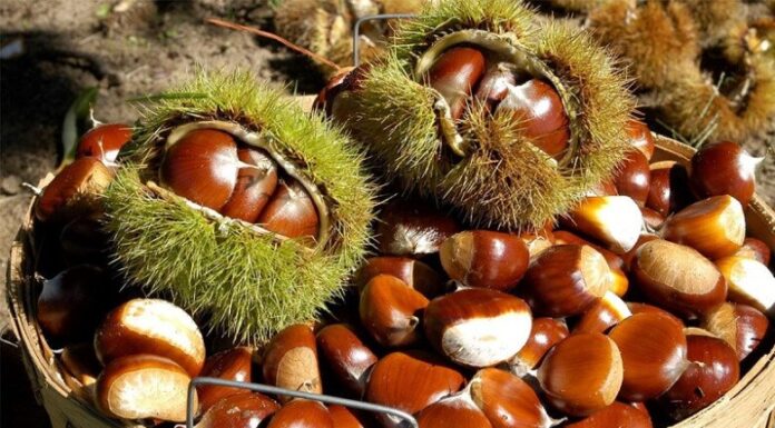 The Fruit of Good Fortune: A Seasonal Delicacy with Abundant Health Benefits, Especially for Cardiovascular Health