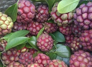 The Forgotten Forest Fruit: A Priceless Treasure for Health