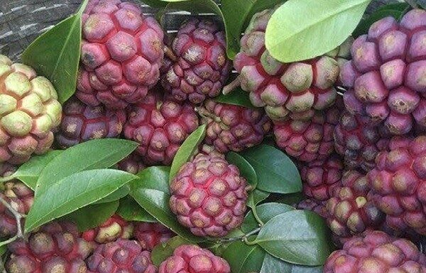 The Forgotten Forest Fruit: A Priceless Treasure for Health