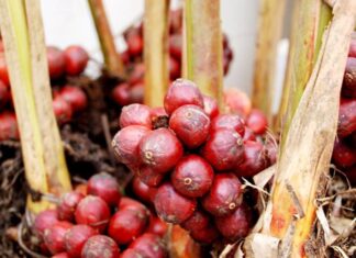 The Forgotten Fruit: From Neglect to Delicacy, This Ancient Fruit Now Boasts a Price of 260,000 VND per kg in Famous Cities Across Vietnam. A Tasty Treat with Health Benefits to Boot!