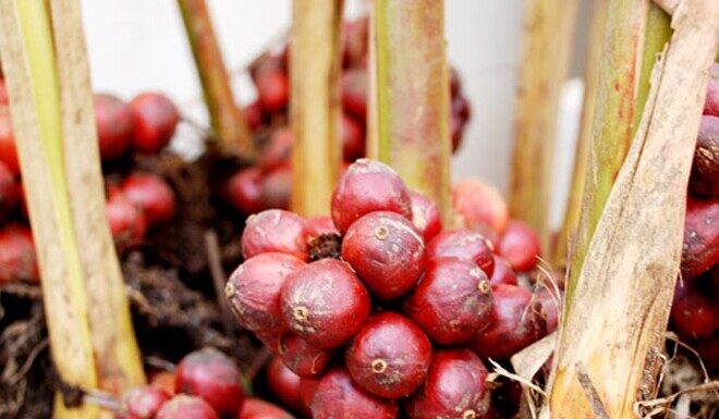 The Forgotten Fruit: From Neglect to Delicacy, This Ancient Fruit Now Boasts a Price of 260,000 VND per kg in Famous Cities Across Vietnam. A Tasty Treat with Health Benefits to Boot!
