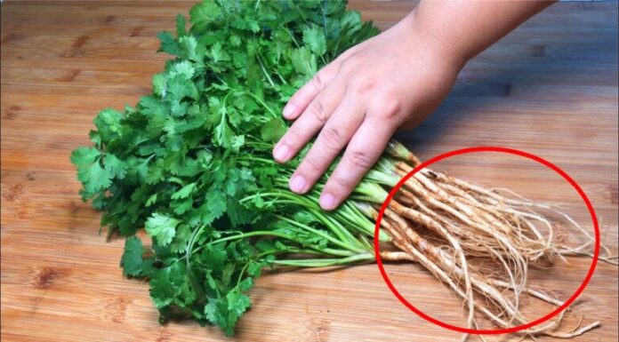 “The Thousand-Dong Vegetable: A Healthy Bargain, but Are Vietnamese Throwing Away the ‘Treasure’?”