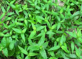 The Ultimate Guide to a Wonder Weed: Nurture Your Liver and Joints with This Unassuming Green Superfood.