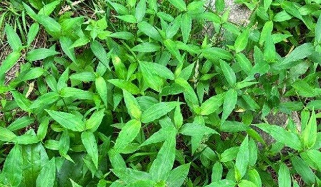 The Ultimate Guide to a Wonder Weed: Nurture Your Liver and Joints with This Unassuming Green Superfood.