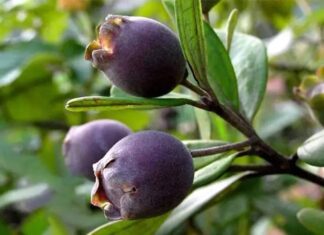 The Wild Berry with a Surprising Health Kick: Foraging for a Fruity Treat that’s Worth its Weight in Gold.