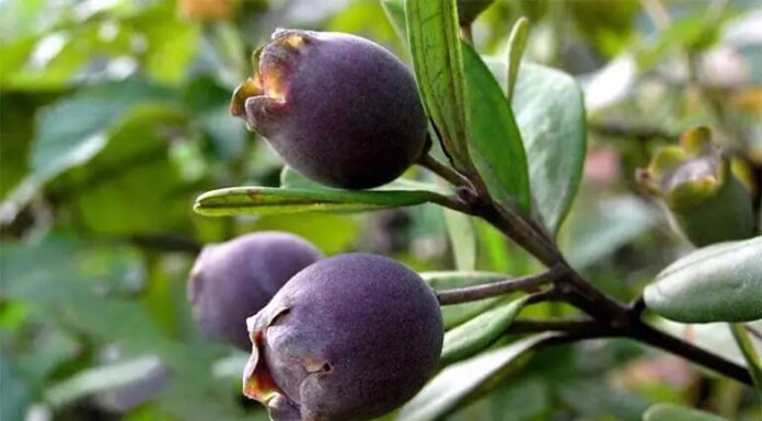 The Wild Berry with a Surprising Health Kick: Foraging for a Fruity Treat that’s Worth its Weight in Gold.