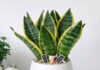 The Ultimate Guide to 7 Houseplants: Your Defense Against Computer Radiation