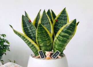 The Ultimate Guide to 7 Houseplants: Your Defense Against Computer Radiation