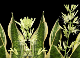 The 5 Blooming Fortune Trees and 3 Misfortune Plants of Yore.