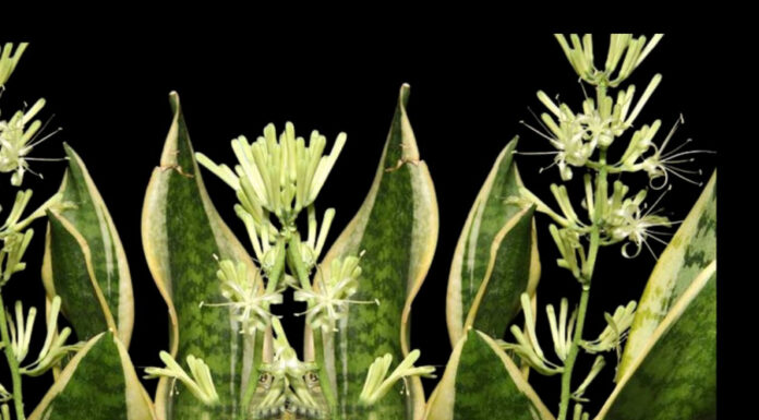 The 5 Blooming Fortune Trees and 3 Misfortune Plants of Yore.