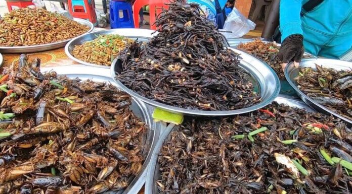 The Ultimate Guide to the Unusual Insect Market of the West: Unveiling the Alluring “Spring Tonic” Legend that Fascinates Men