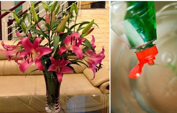 The Magic Elixir to Keep Your Bouquets Blooming and Fragrant for Days: A Few Drops Go a Long Way