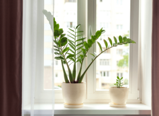 The Magic Formula: 1 More, 1 Less, 1 No — Supercharging Your Money Tree