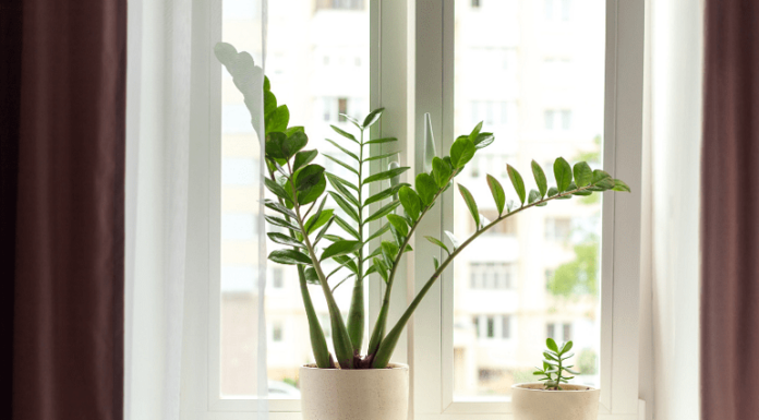 The Magic Formula: 1 More, 1 Less, 1 No — Supercharging Your Money Tree